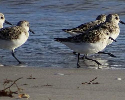 Playeritos blancos en Galicia