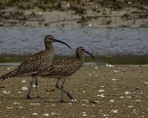 Zarapito real en Galicia