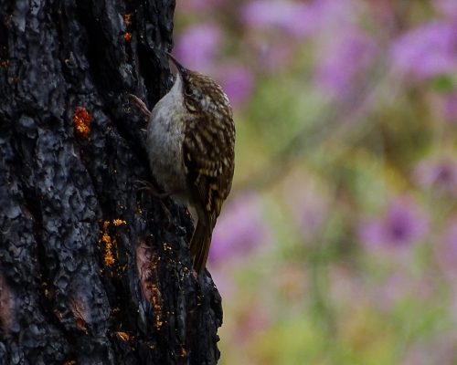 Agateador europeo en Galicia