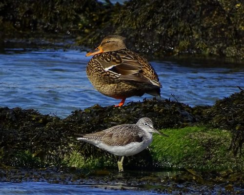 Ánade real hembra y archibebe claro en Galicia