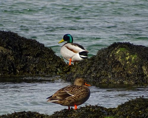Ánades reales en Galicia