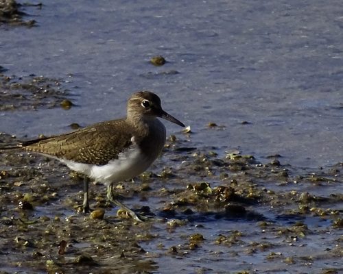 Andarríos chico en Galicia