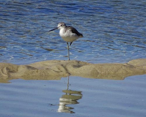 Archibebe claro en Galicia