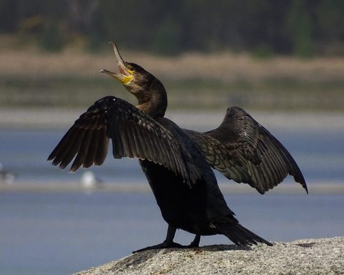 Cormorán en Galicia