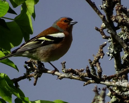 Pinzón vulgar en Galicia