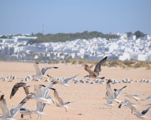 Gaviotas en El Palmar