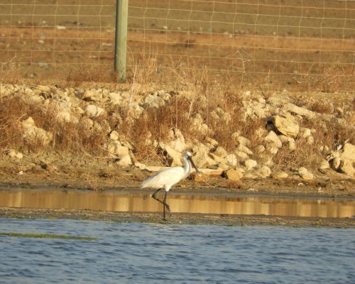 Espátula en la marisma de Barbate