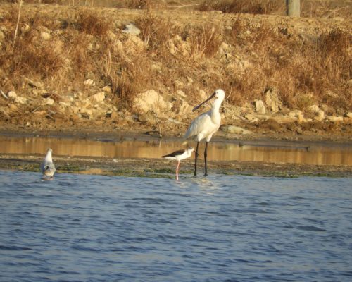 Espátula y cigüeñuela en la marisma de Barbate