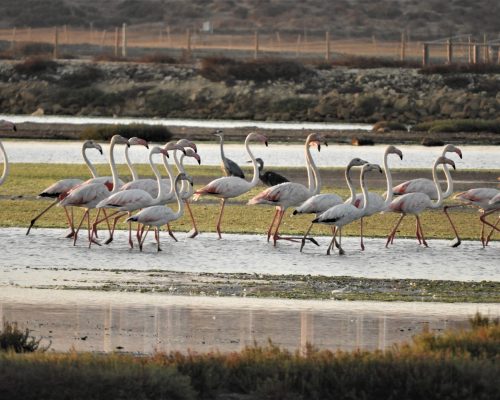 Flamencos y garzas reales en la marisma de Barbate