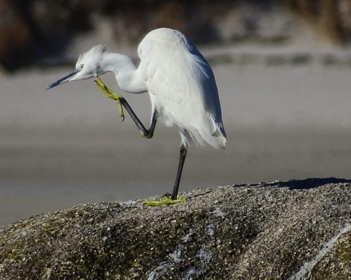 Garceta común en Galicia