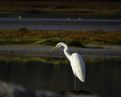 Garceta grande en Galicia