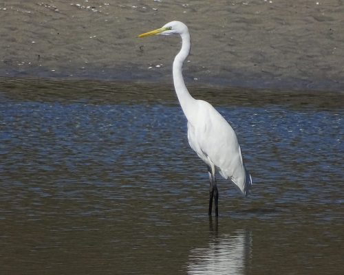 Garceta grande en Galicia