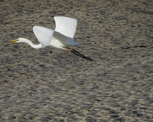 Garceta grande en Galicia