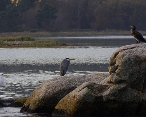 Garceta Grande, Garza real y Cormorán en Galicia