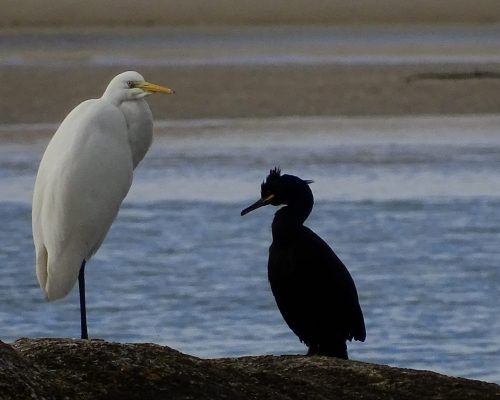 Garceta y cormorán en Galicia