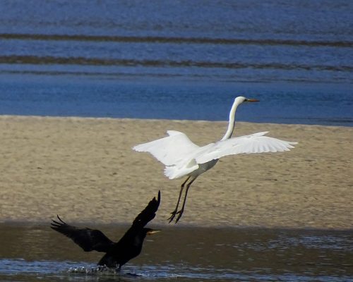 Garceta y cormorán en Galicia
