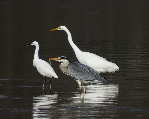 Garza real, garceta grande y garza común en Galicia