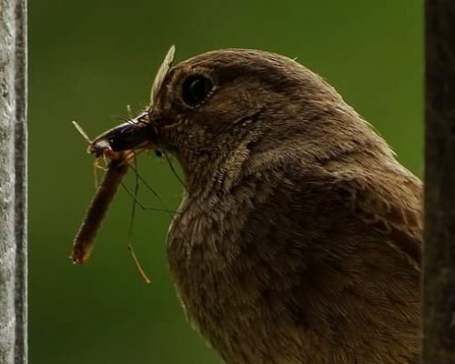 Tarabilla común hembra en Galicia