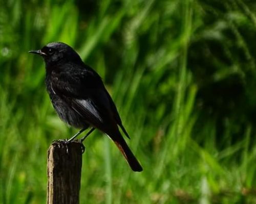 Colirrojo tizón en Galicia