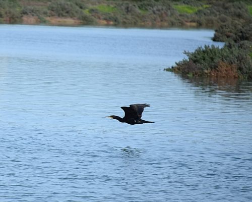 Cormorán negro en Galicia