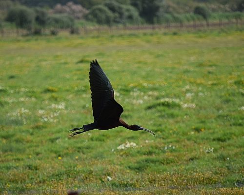 Morito en la marisma de Barbate