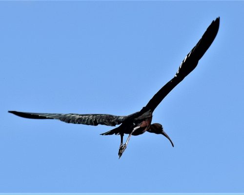 Morito en la marisma de Barbate