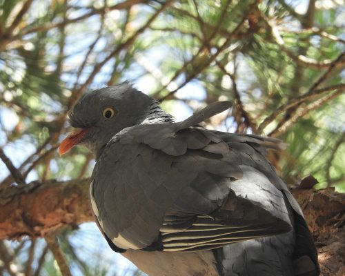Tórtola en Roche ( Cádiz)