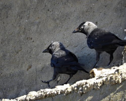 Grajos en Vejer de la Fra.
