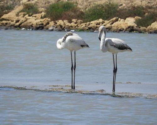 Flamencos jóvenes en la marisma de Barbate