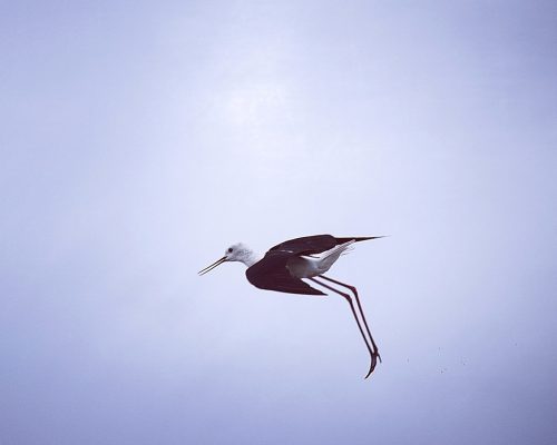 Cigüeñuela en la marisma de Barbate