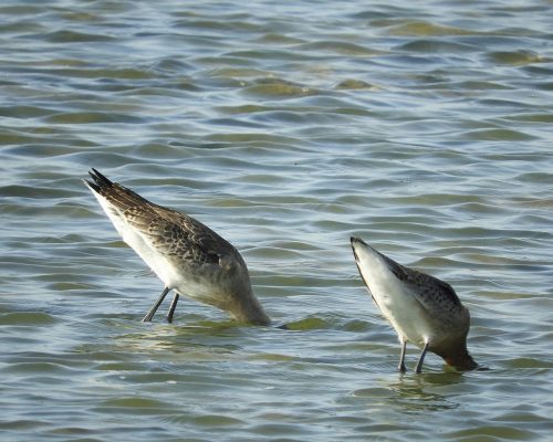 Agujas colinegras en la marisma de Barbate