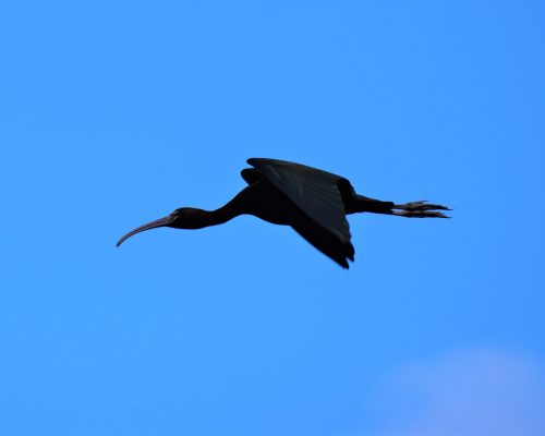 Morito en la marisma de Barbate