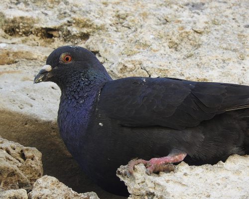 Paloma en El Palmar (Vejer)
