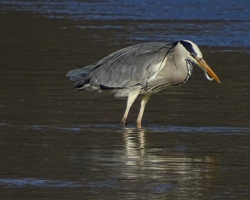 Garza real en Galicia