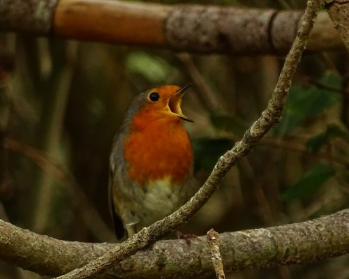 Petirrojo en Galicia