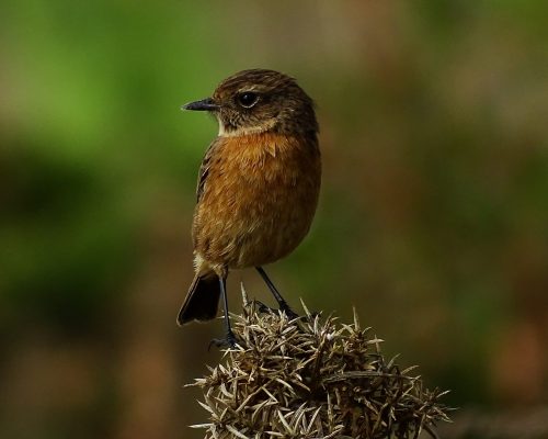 Tarabilla común hembra en Galicia
