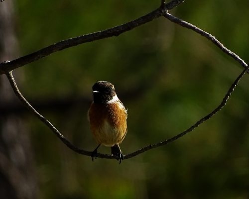 Tarabilla común, macho en Galicia