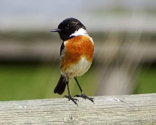 Tarabilla común macho en Galicia