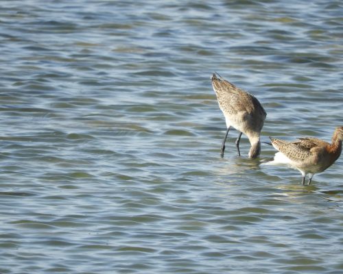 Agujas colinegras en Galicia