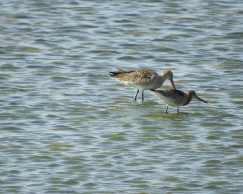 Agujas colinegras en Galicia