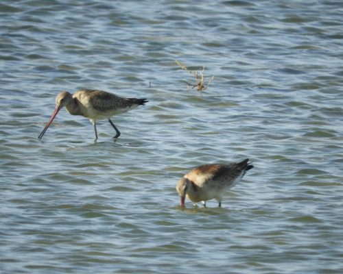 Agujas colinegras en Galicia