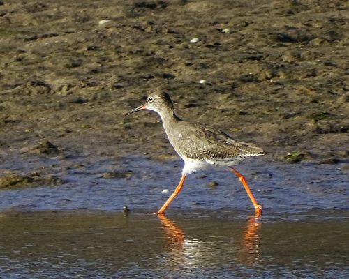 Archibebe común en Galicia