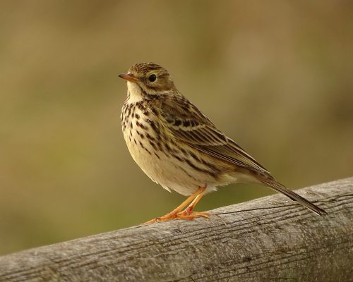 Bisbita pratense en Galicia
