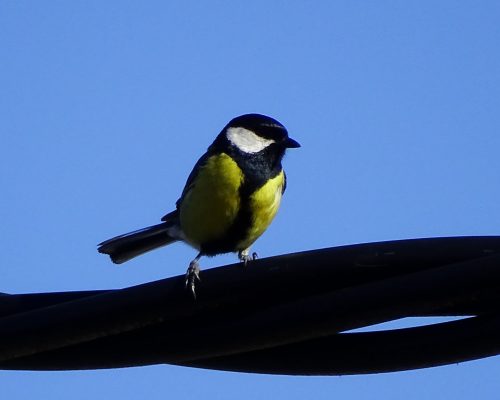 Carbonero en Galicia