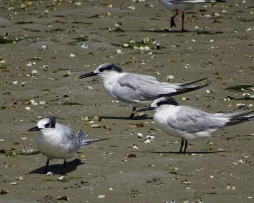 Charranes en Galicia