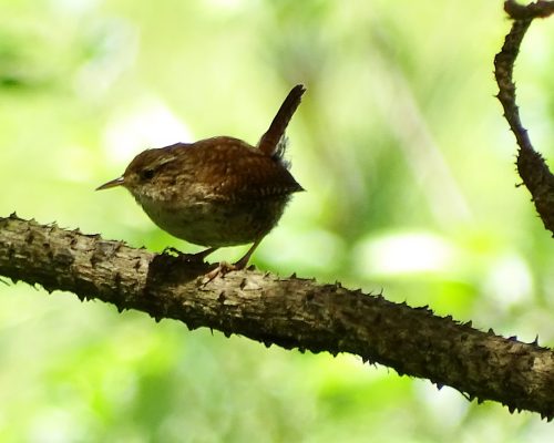 Chochín común en Galicia