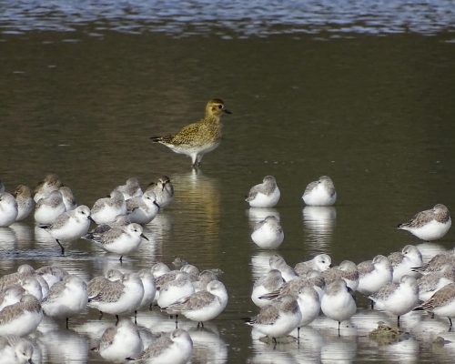 Chorlito dorado con tridáctilos en Galicia