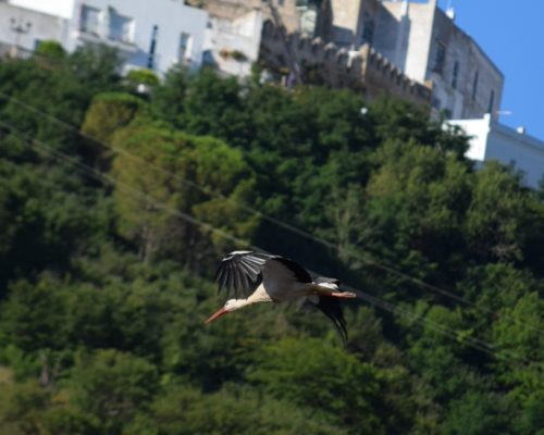 Cigüeña en Vejer de la Fra.