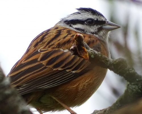 Escribano montesino en Galicia