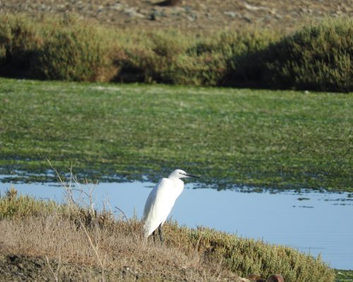 Garza en la antigua laguna de la Janda